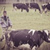 Пастух - оберег для коровы - Валериановск - Сайт поселка