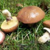 Все грибы ищут – по лесу рыщут. - Валериановск - Сайт поселка